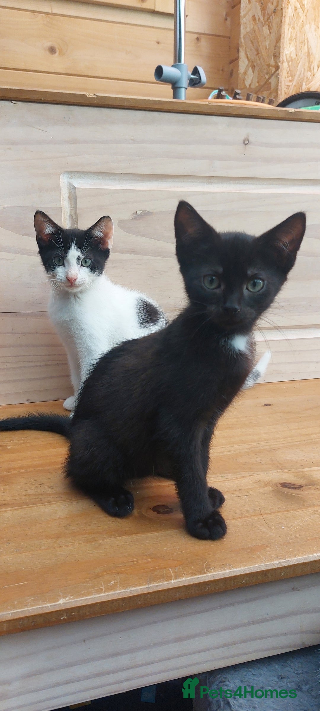 Domestic Shorthair cats for sale: Last 2 happy kittens looking for forever homes - Image 5