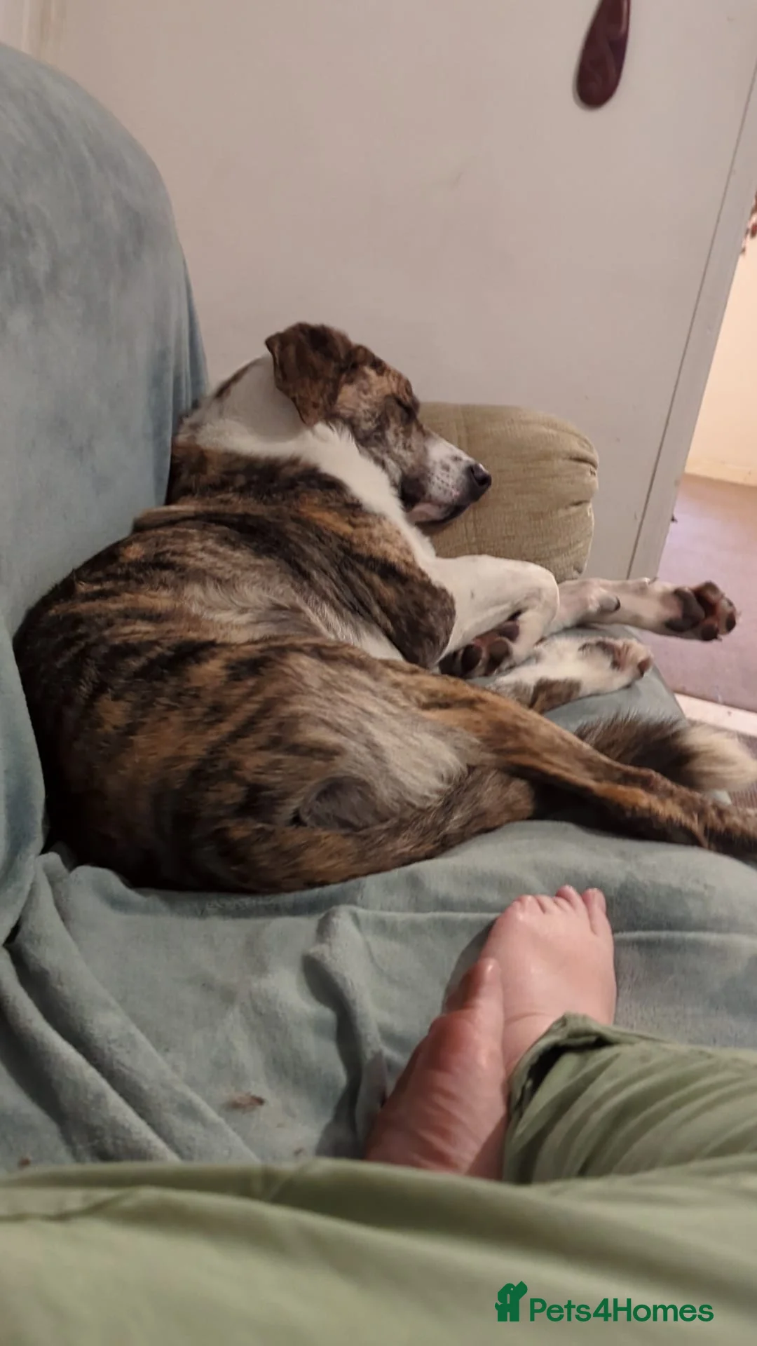 Mixed Breed dogs for adoption: Forever Home Needed For Oliver 🏡  - Advert 5