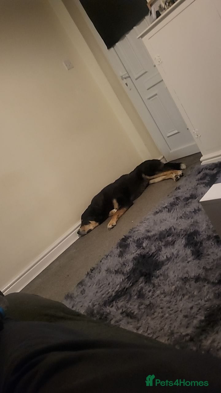 Greater Swiss Mountain Dog dogs for sale: Simba  - Advert 3