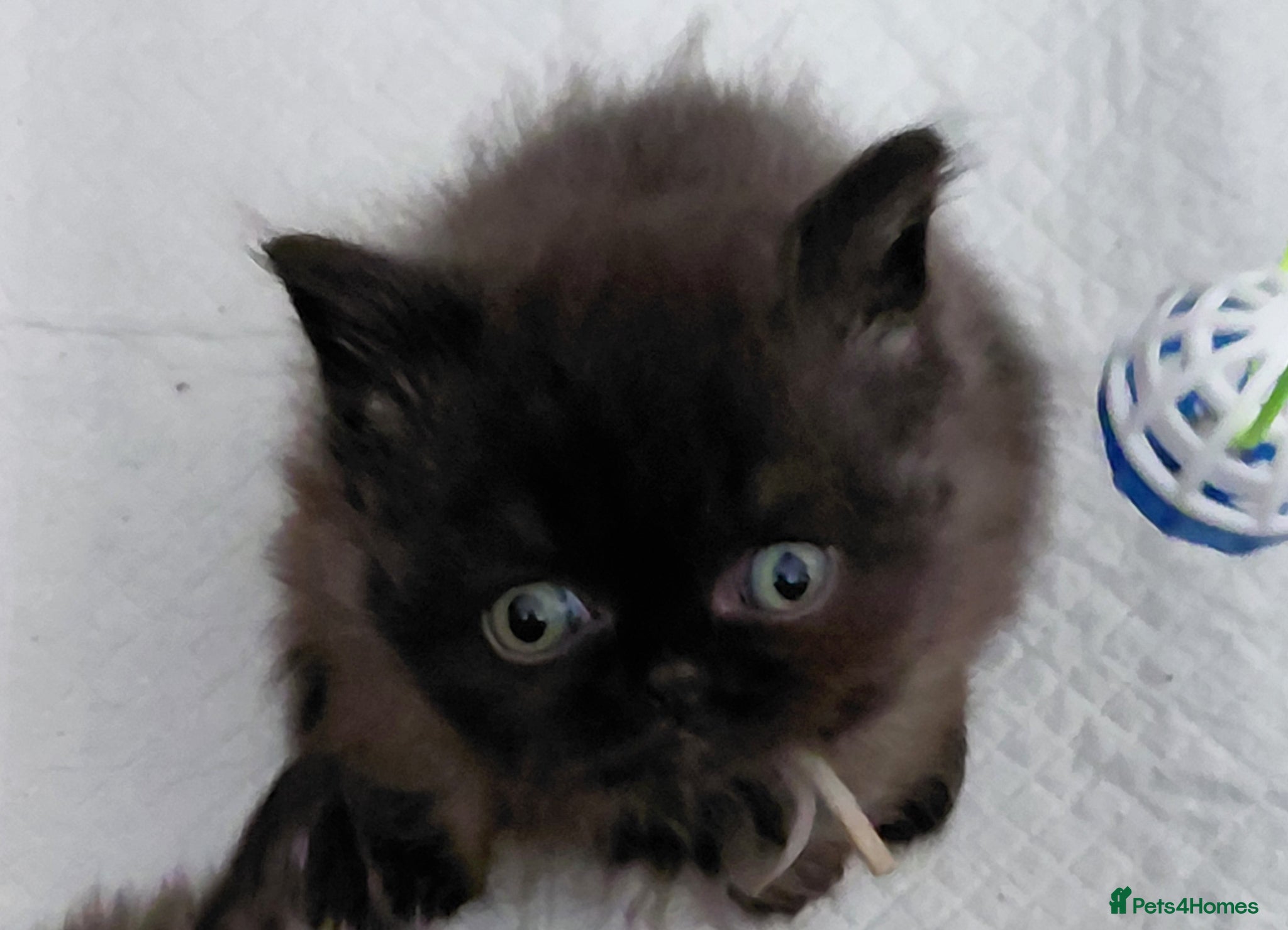 British Longhair cats for sale: 2 longhair 1 short chocolate boys  - Advert 7