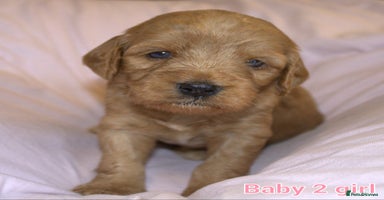 Mixed Breed dogs - Advert 8