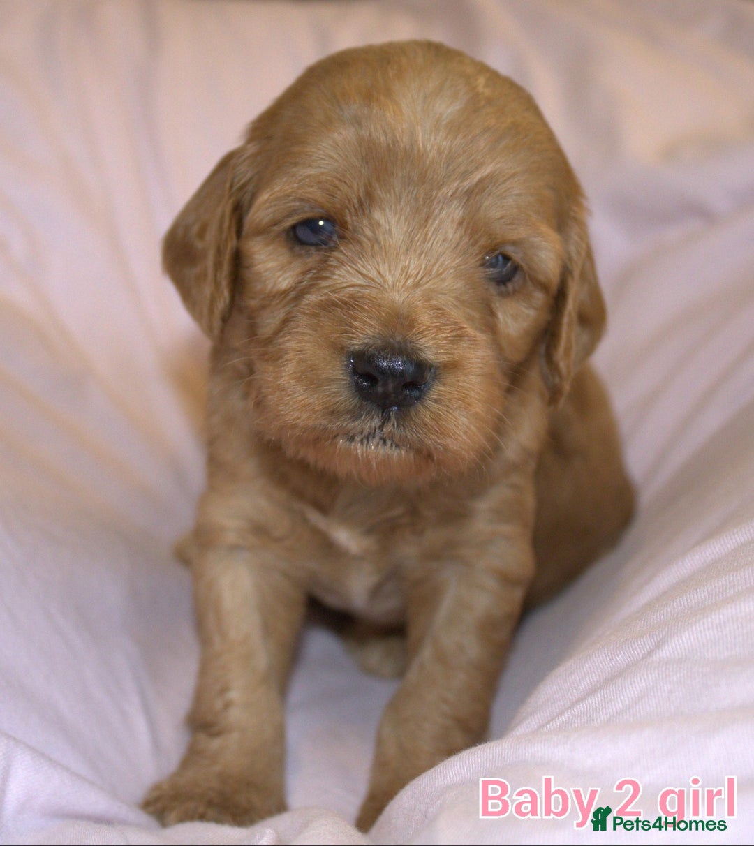 Mixed Breed dogs for sale: 4 boys 2 girls cavapoo x cockapoo puppies - Image 3