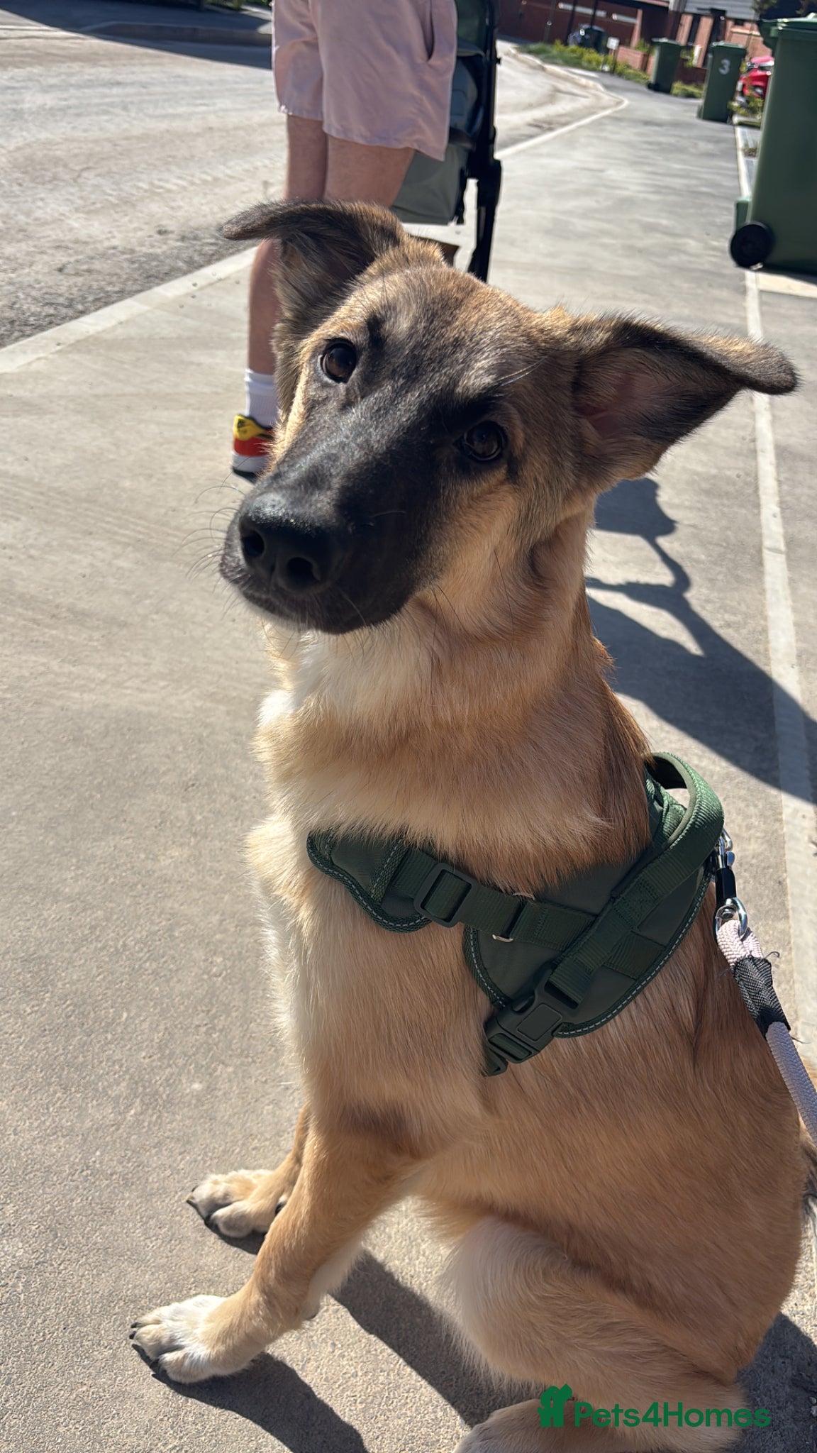 Mixed Breed dogs turkish kengal x german shepherd  - Advert 2