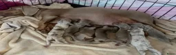 Miniature Dachshund dogs for sale: Miniature Dachshund adorable Puppies ❤️ in Market Drayton - Advert 20
