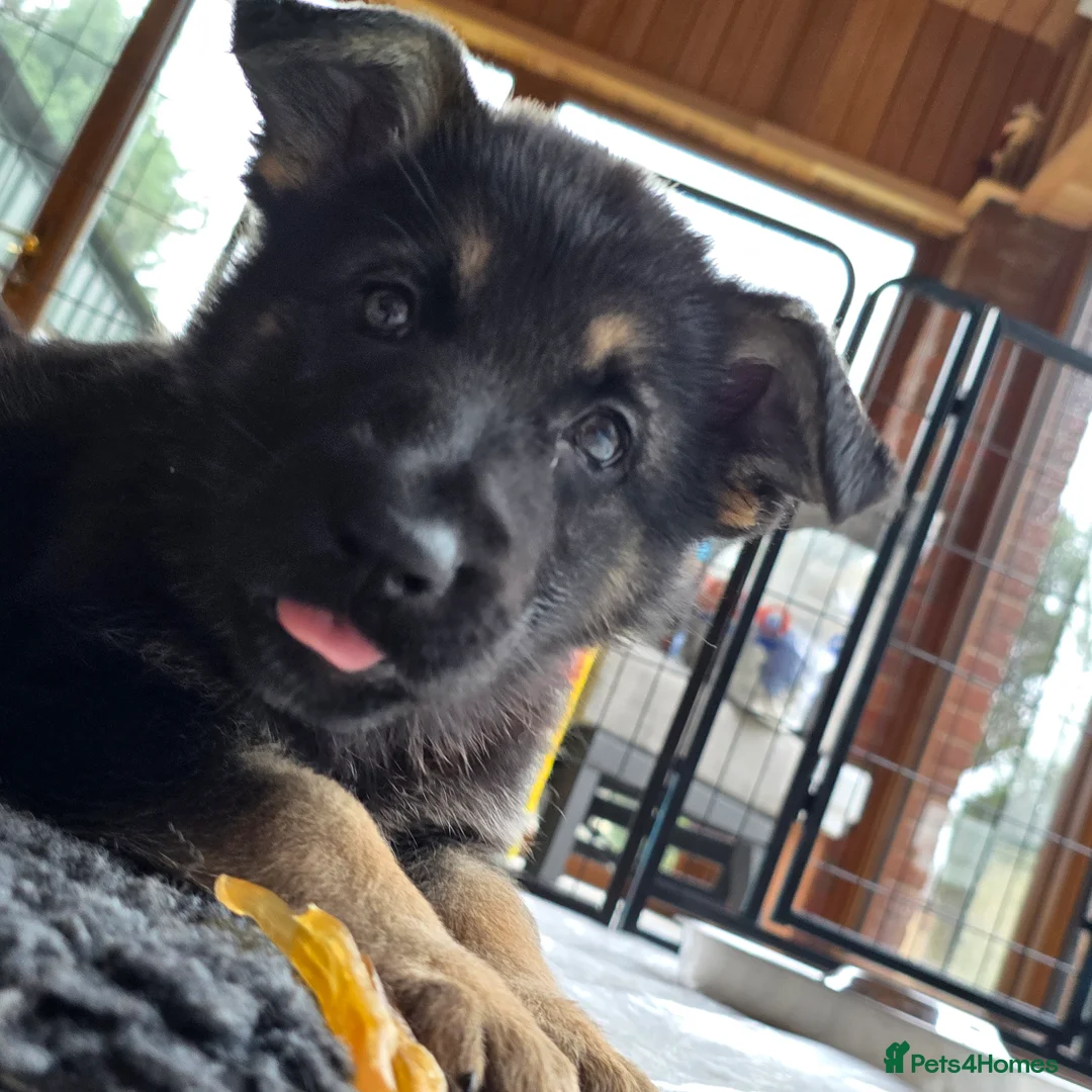 German Shepherd dogs for sale: 2 Beautiful GS females 💚💗 ready to go! - Advert 5