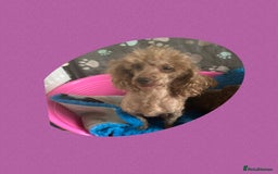 Maltipoo dogs for sale: F1 tiny Maltipoo’s  - Image 10
