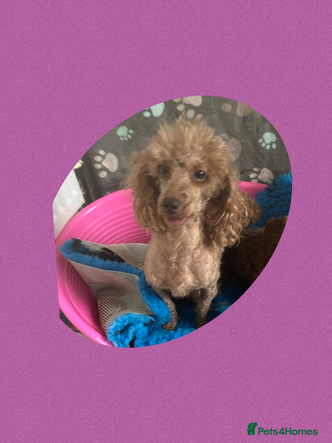 Maltipoo dogs for sale: F1 tiny Maltipoo’s  - Image 10