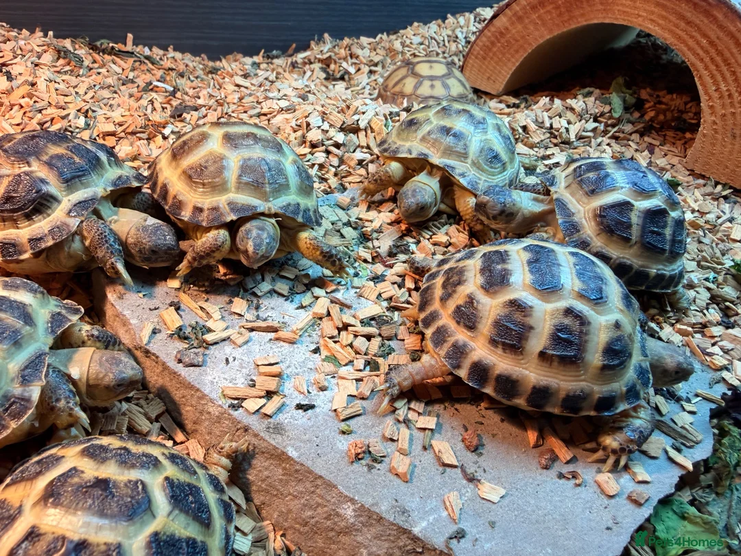 Tortoise reptiles for sale: Beautiful horse field baby Tortoises ready to go - Advert 2