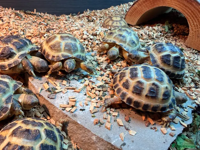 Tortoise reptiles for sale: Beautiful horse field baby Tortoises ready to go - Advert 2