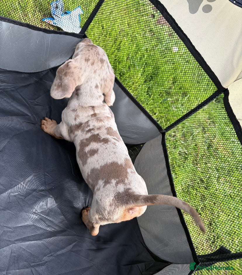 Miniature Dachshund dogs for sale: Miniature dachshund - Advert 3