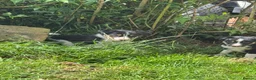Border Collie dogs for sale: Border collie pups ready to leave now - Advert 25