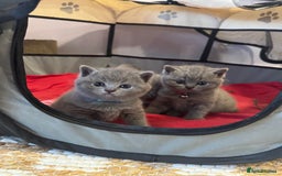 British Shorthair cats for sale: Quality British Shorthair Blue Kittens - Image 4