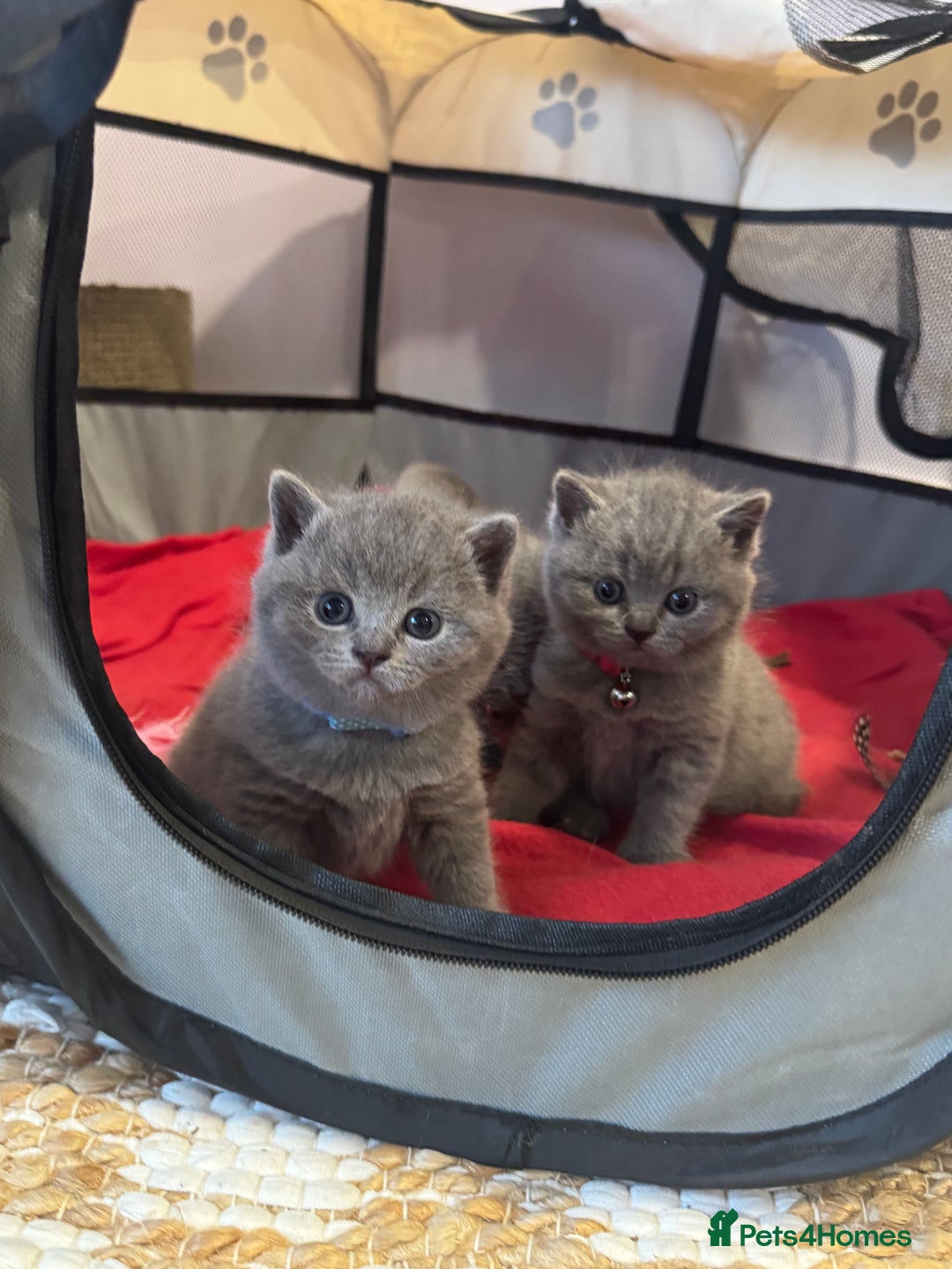 British Shorthair cats for sale: Quality British Shorthair Blue Kittens - Image 4