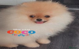 Pomeranian dogs for stud: 🎃EXPERIENCED👑KING ZIGGY & PRINCE COCO🏆STUD Boys in Bedford - Image 9