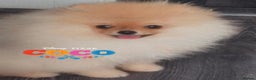 Pomeranian dogs for stud: 💙✨BLUE EYES Poms 🐶👀 EXPERIENCED STUDS👀👑🏆 in Bedford - Advert 12