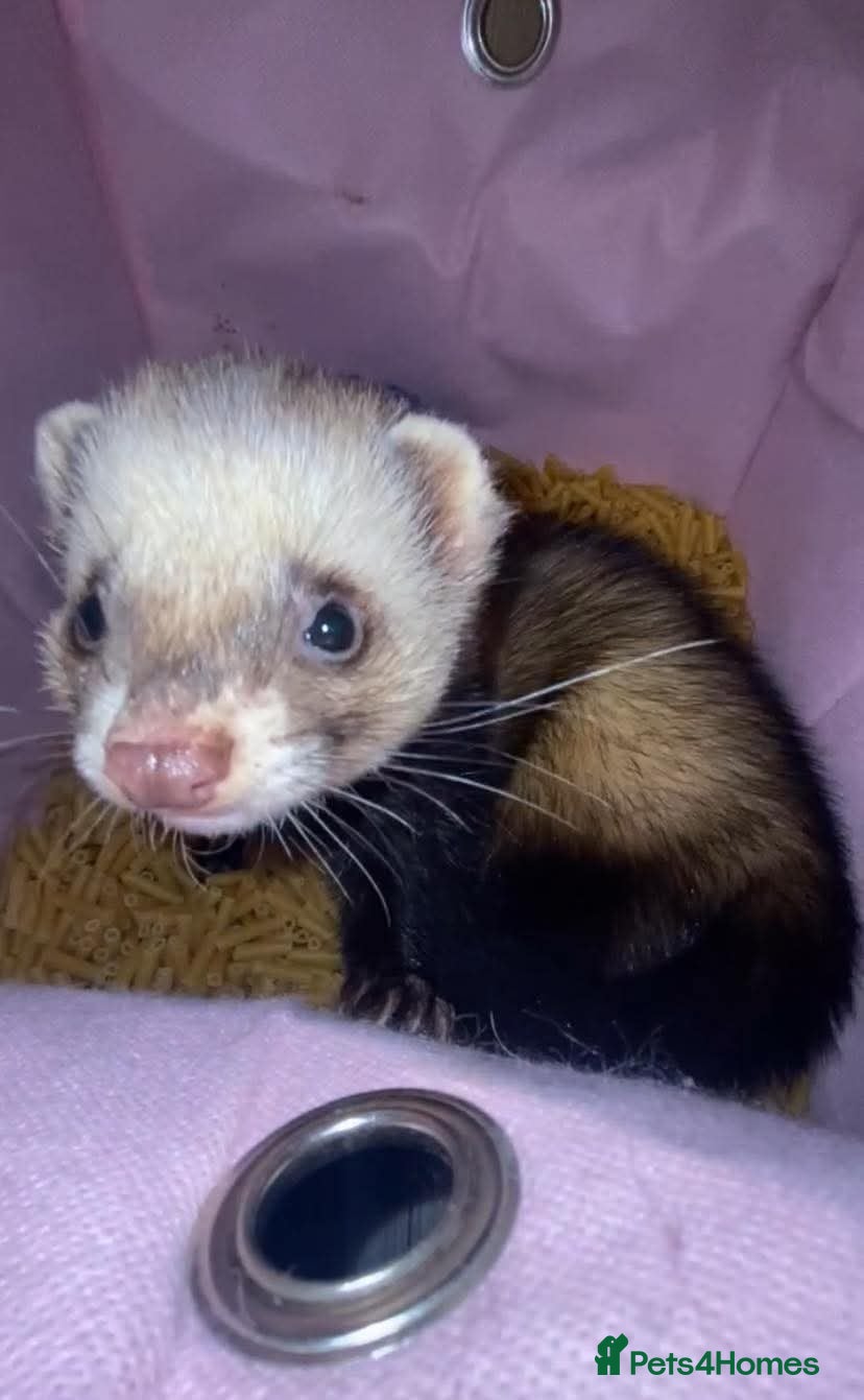 Ferret rodents Male ferret (castrated) - Advert 2
