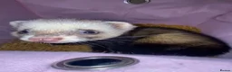 Ferret rodents for sale: Male ferret (castrated) in Preston - Advert 1