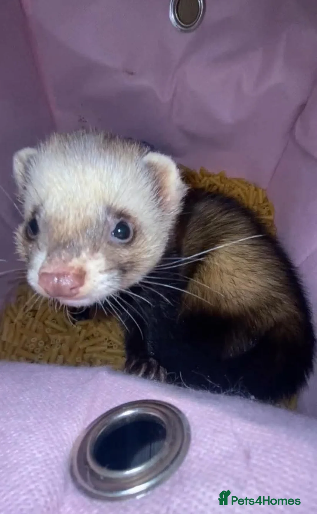 Ferret rodents for sale: Male ferret (castrated) in Preston - Advert 1