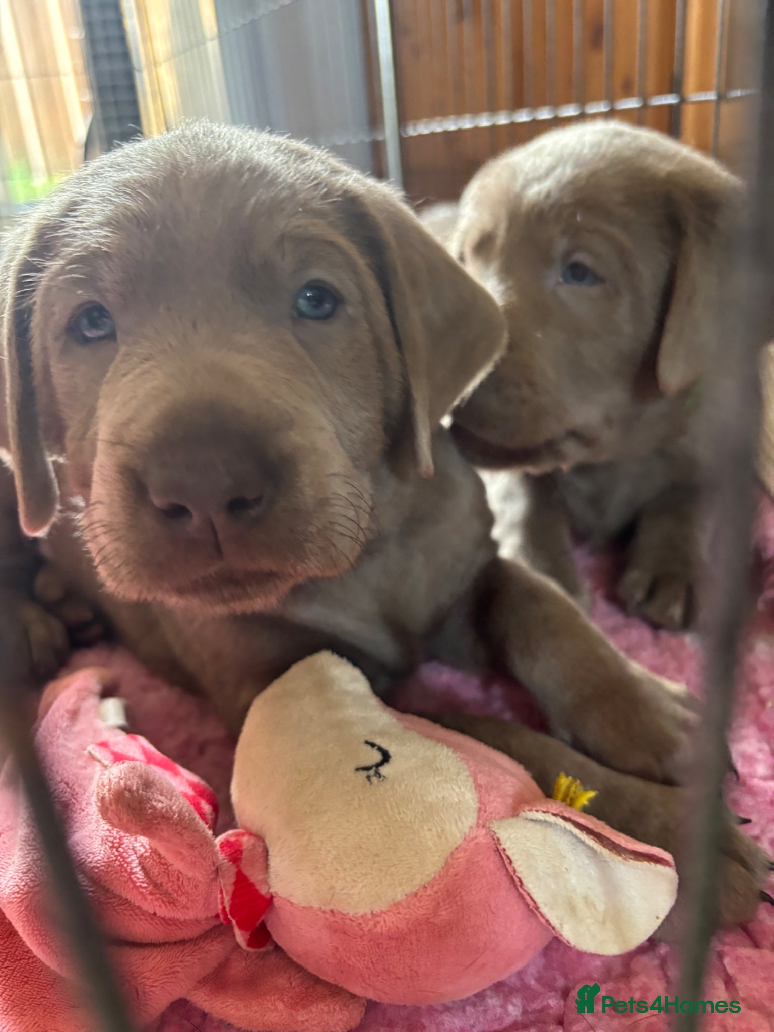 Labrador Retriever dogs Gorgeous Silver Labrador Puppies For Sale! - Advert 1