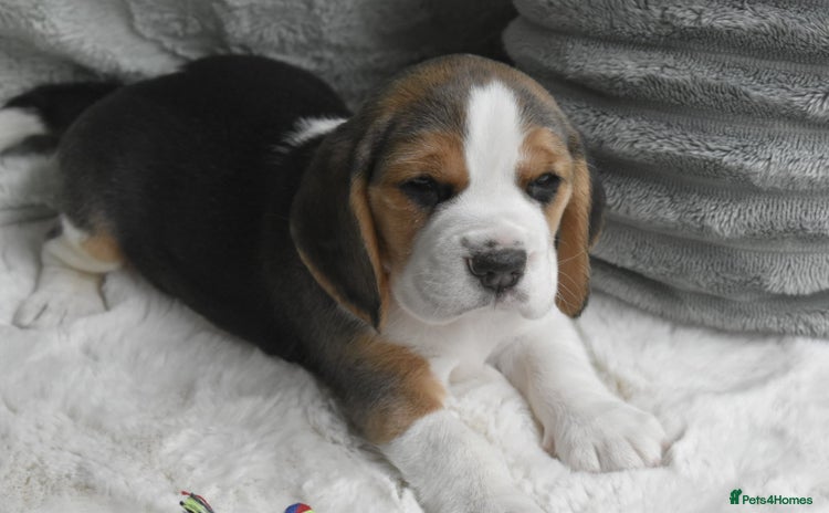 Beagle dogs - Advert 2