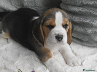 Beagle dogs - Advert 4
