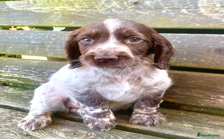 Cocker Spaniel dogs - Advert 2