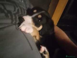 Mixed Breed dogs Male 5 month old pup - Advert 11