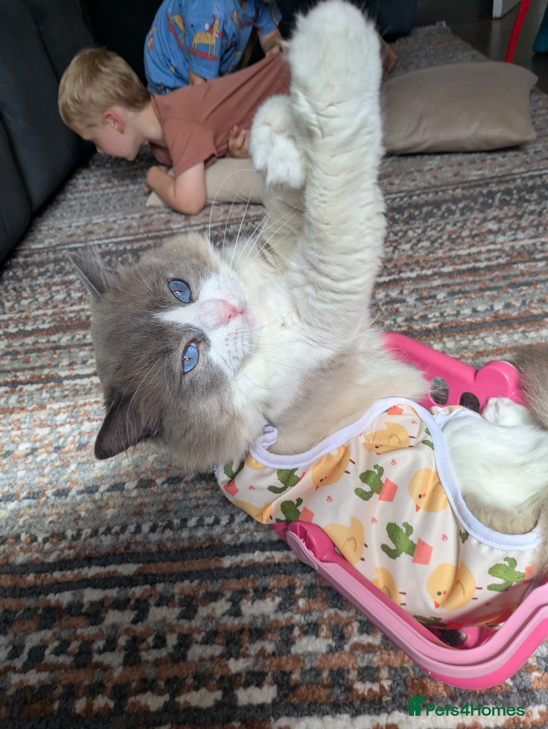 Ragamese cats for sale: 💎 🐾 🧡 Female Ragamese Kitten 🧡 🐾 💎 - Image 5