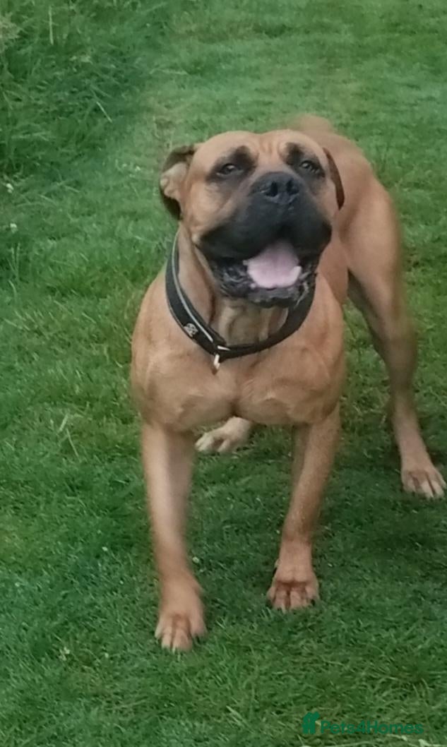 Mixed Breed dogs for sale: Lovely dog - Advert 2