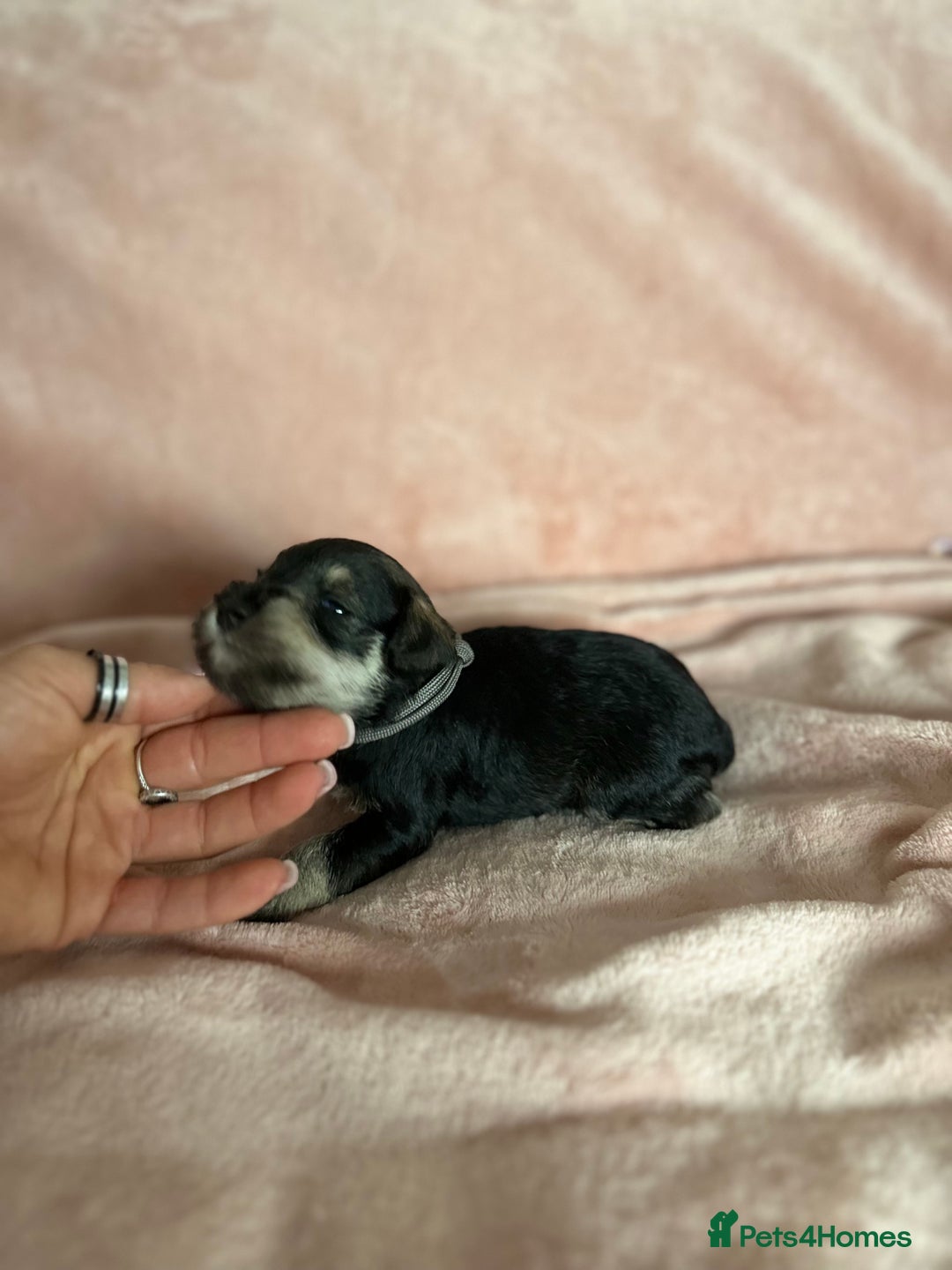Miniature Schnauzer dogs for sale: OUTSTANDING CHAMPION LINES PUPPIES  - Advert 34