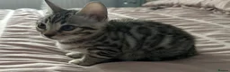 Bengal cats for sale: Two beautiful Bengal Girls  - Advert 4