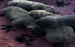 Miniature Dachshund dogs for sale: Stunning Mini Dachshund Puppies - Image 7