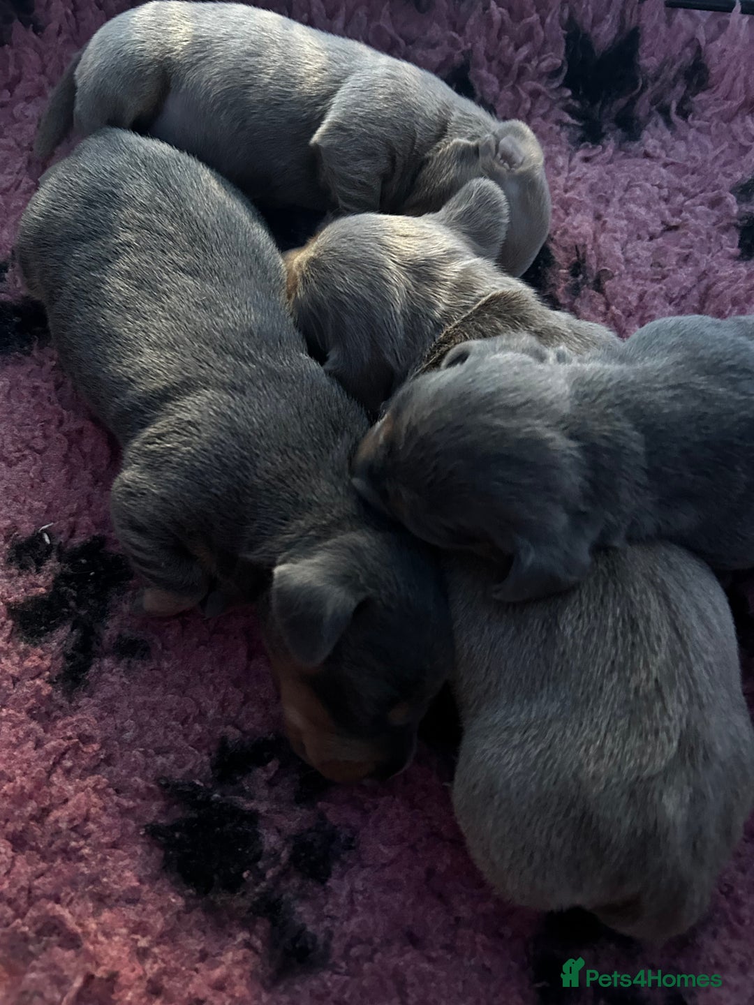 Miniature Dachshund dogs for sale: Stunning Mini Dachshund Puppies - Image 7
