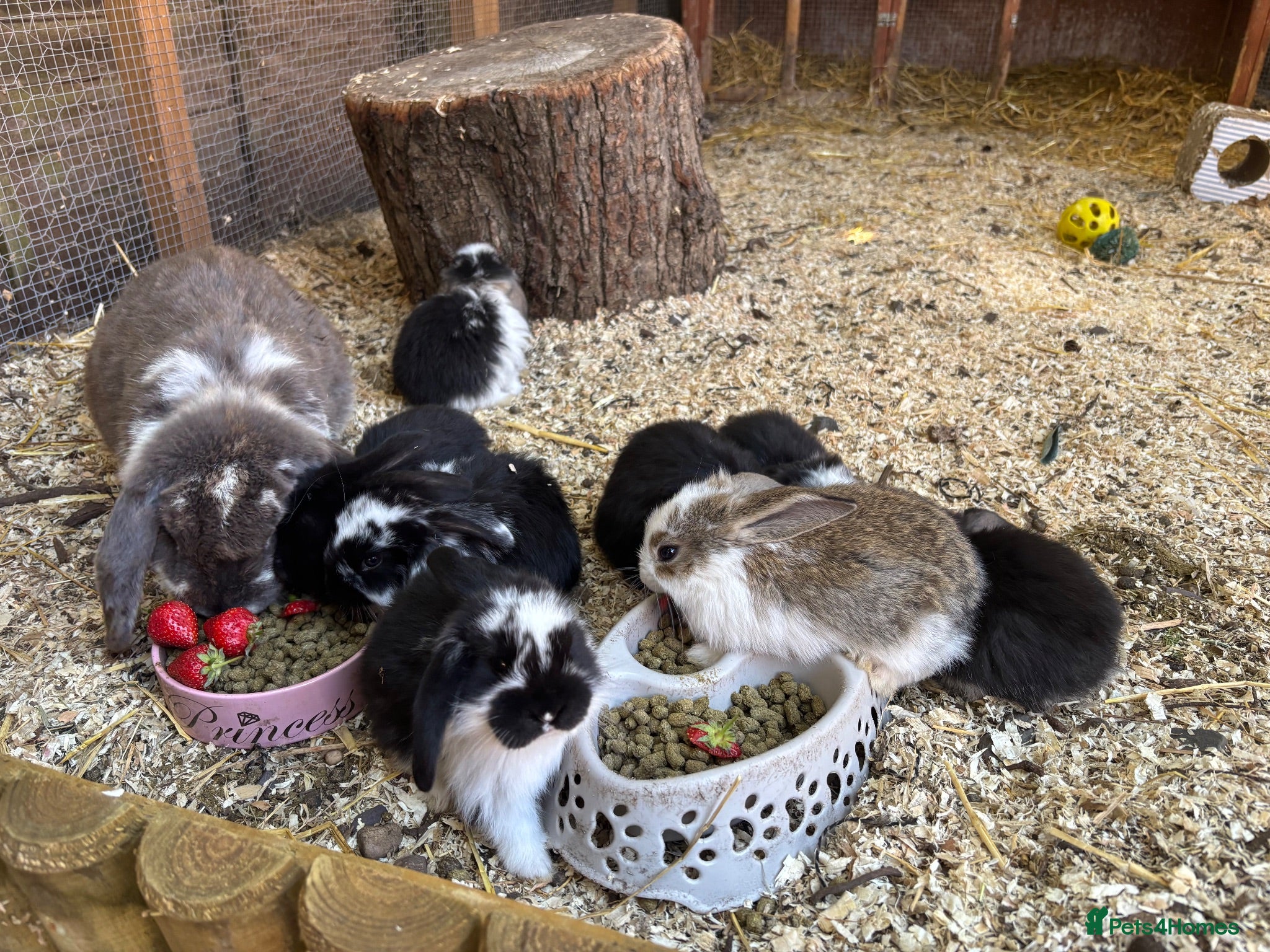 French Lop rabbits Baby French Lops ready to reserve  - Advert 19