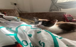 Mixed Breed cats for sale: Lil girl looking for her forever home - Image 2