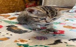 Persian cats for sale: 8 British short hair x Persian kittens  - Image 10