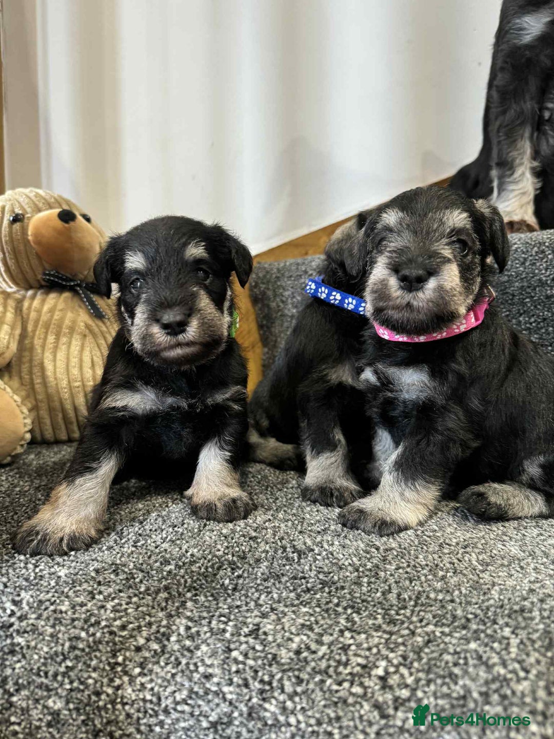 Miniature Schnauzer dogs for sale: Miniature Schnauzer Puppies KC/BVA/MAC Tested - Image 14
