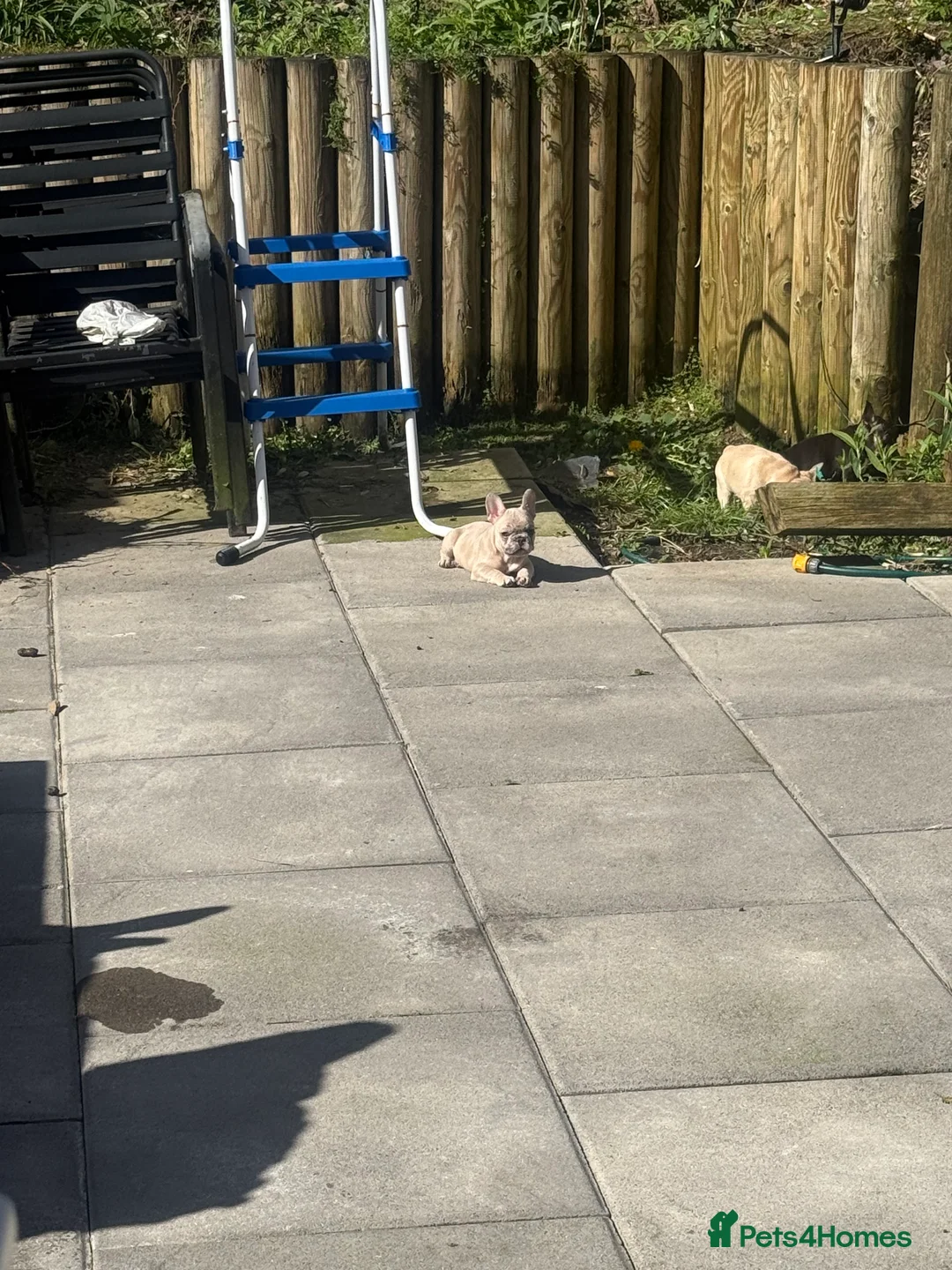 French Bulldog dogs for sale: Puppies for Sales - Advert 2
