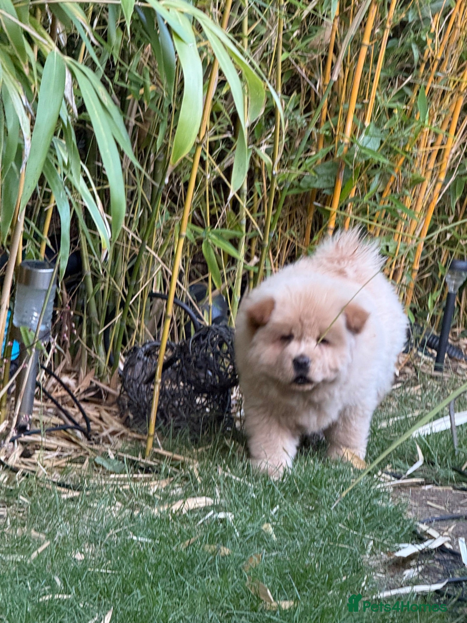 Chow Chow dogs Platinum chow chow  - Advert 6