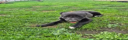 Whippet dogs for sale: Mixed Whippets  - Advert 19