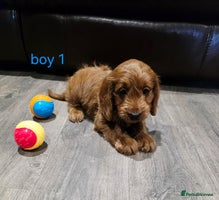 Cockapoo dogs * 4 left* Adorable cockapoo pups ready to go 🐶 - Advert 11