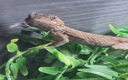 Bearded Dragon reptiles for sale: Bearded dragons  babies  - Image 36