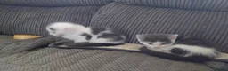 Mixed Breed cats for sale: Kittens for sale - Advert 5