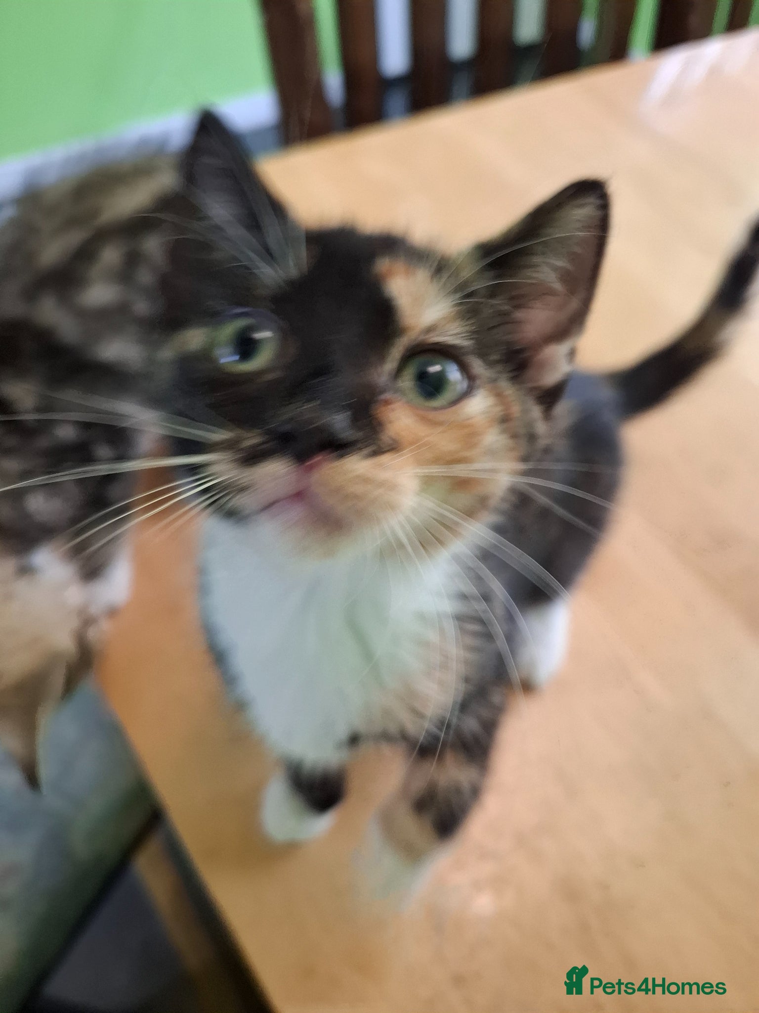 Mixed Breed cats for sale: Six 9 week old Kittens   - Advert 23