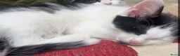 Mixed Breed cats for sale: Mixture of black & white ready to go mixed breed - Advert 14