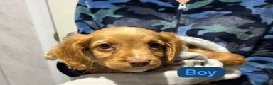 Cockapoo 1
