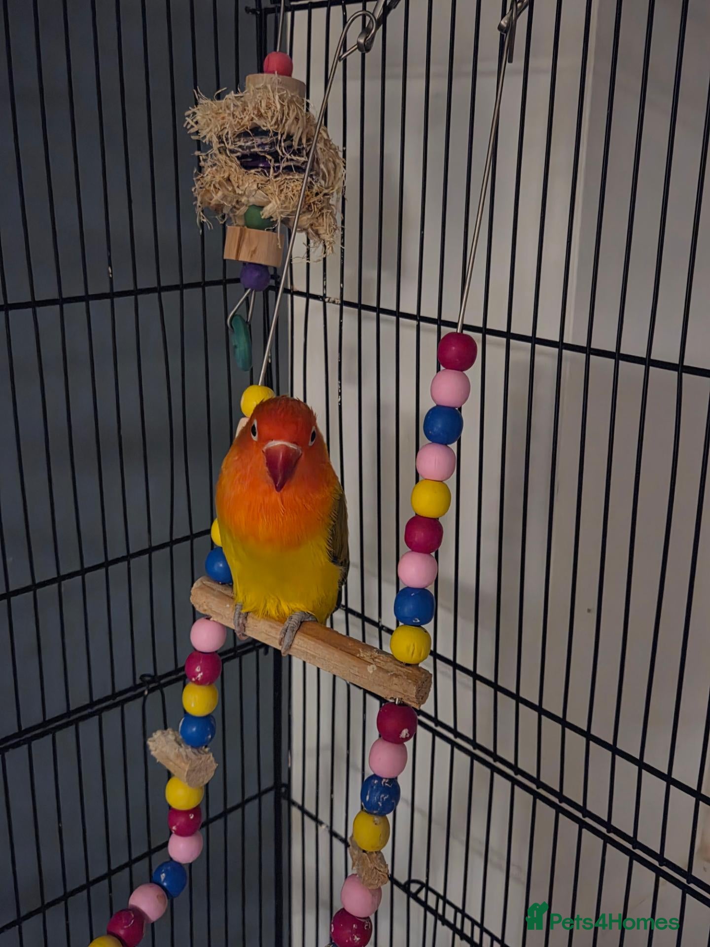 Lovebirds birds Lovebird  - Advert 1