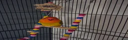 Lovebirds birds for sale: Lovebird  in Bicester - Advert 1
