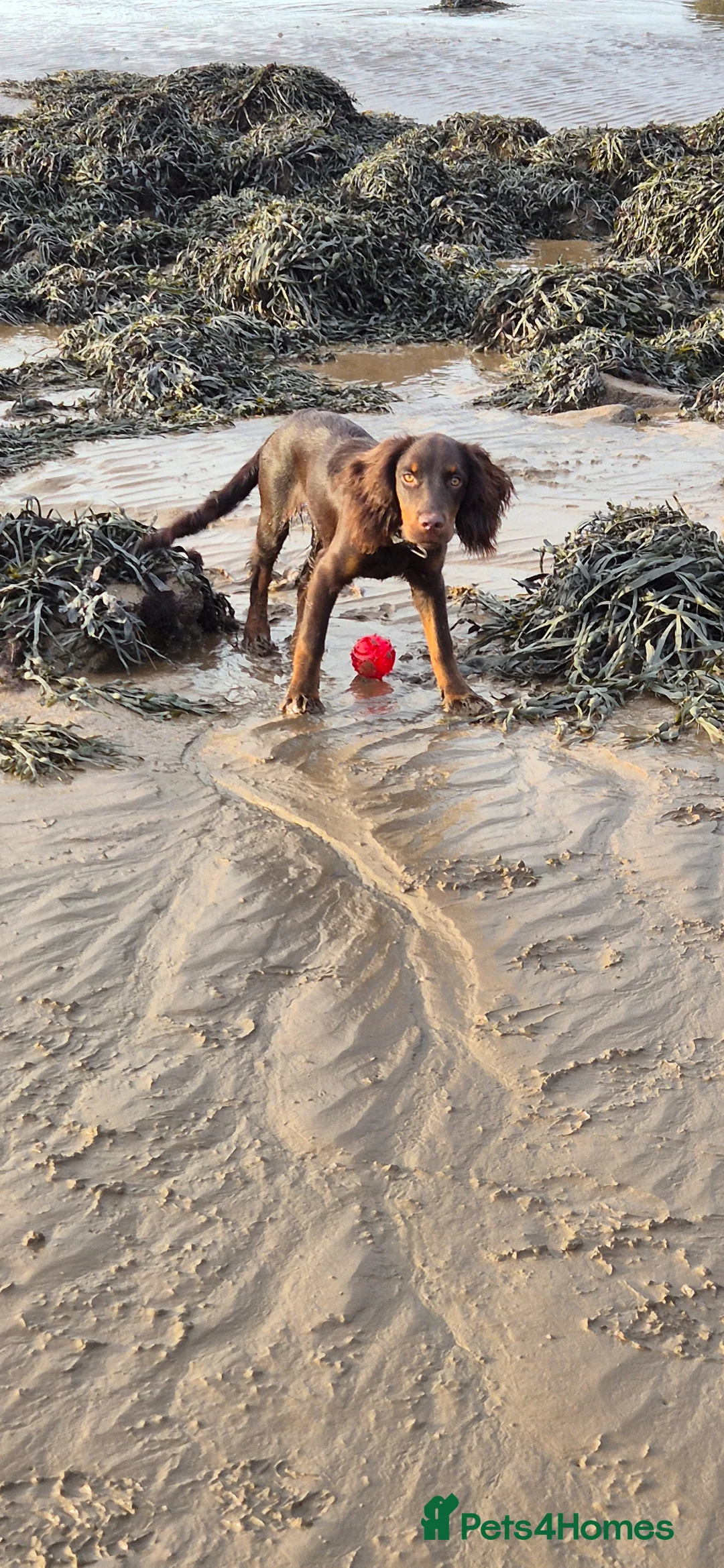Cocker Spaniel dogs for sale: 10 month old male coker spaniel  - Advert 4