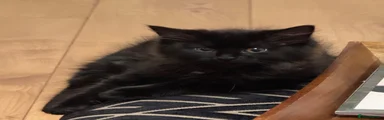 Mixed Breed Kitten 3
